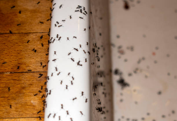 Best Affordable Pest Control Services  in Mount Morris, MI