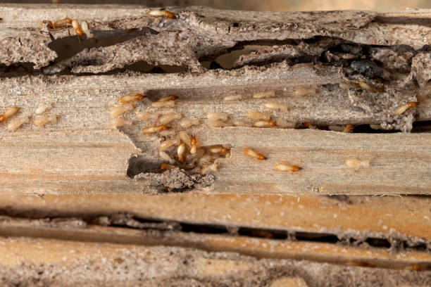 Best Cockroach Control Services  in Mount Morris, MI